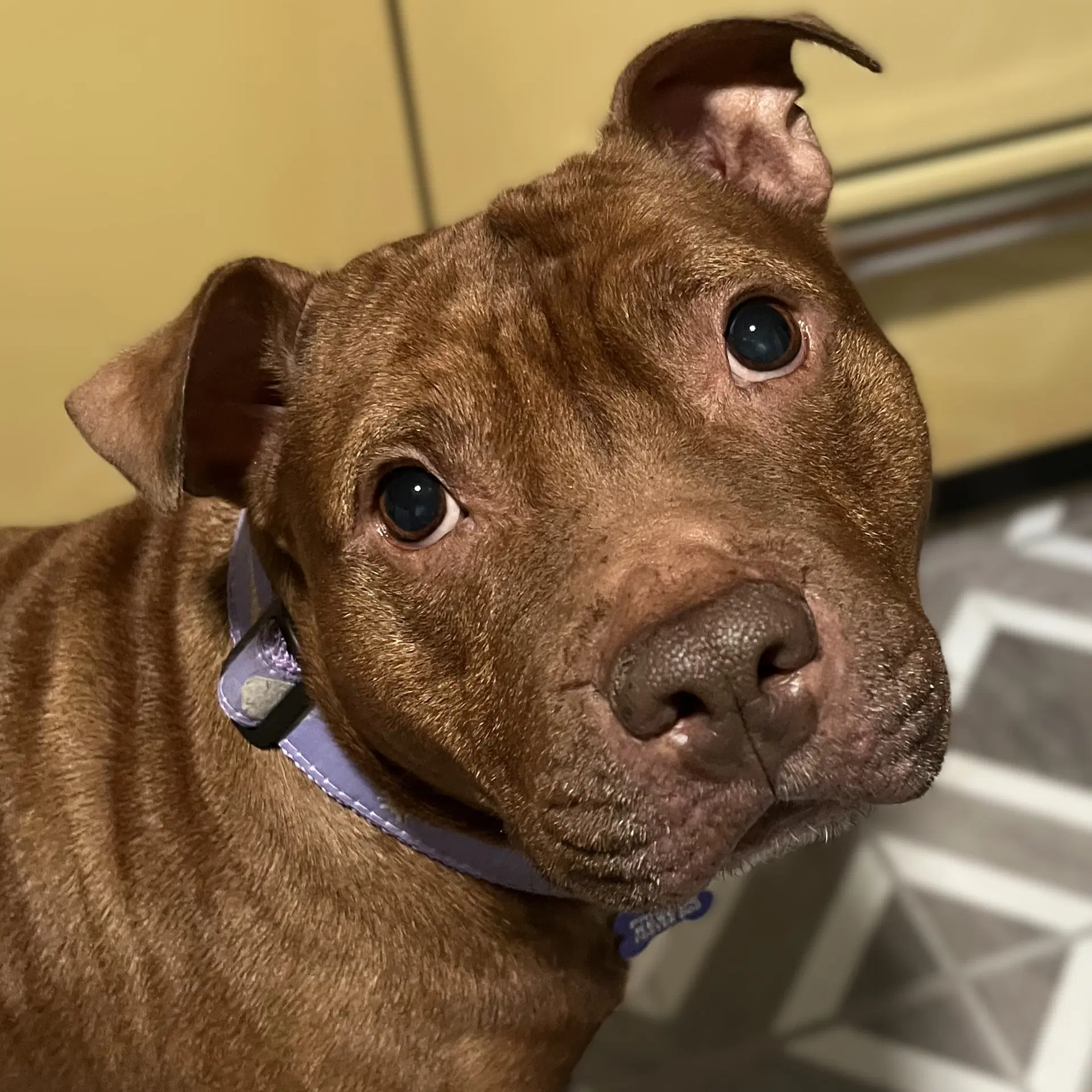 Velma - Pit Bull Terrier