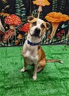 adoptable Dog in bryant, AR named Connor