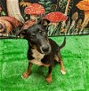 adoptable Dog in bryant, AR named Atticus
