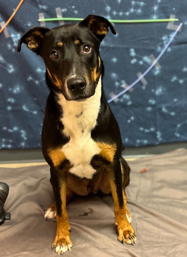 adoptable Dog in Bryant, AR named Atticus