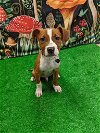 adoptable Dog in bryant, AR named Manny