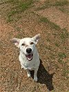 adoptable Dog in , AR named SugarBomb