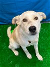 adoptable Dog in bryant, AR named SugarBomb