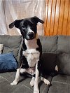 adoptable Dog in bryant, AR named Lucy