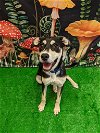 adoptable Dog in bryant, AR named Kelsey