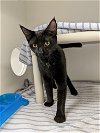 adoptable Cat in  named Kirby