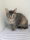 adoptable Cat in , AR named Ally