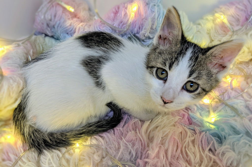 adoptable Cat in Bryant, AR named Tobias