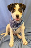 adoptable Dog in , AR named Louie