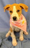 adoptable Dog in , AR named Lena