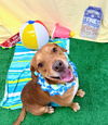 adoptable Dog in bryant, AR named Mackadoodle
