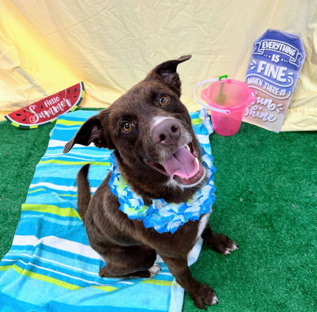 adoptable Dog in Bryant, AR named Gilmore