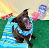 adoptable Dog in bryant, AR named Gilmore