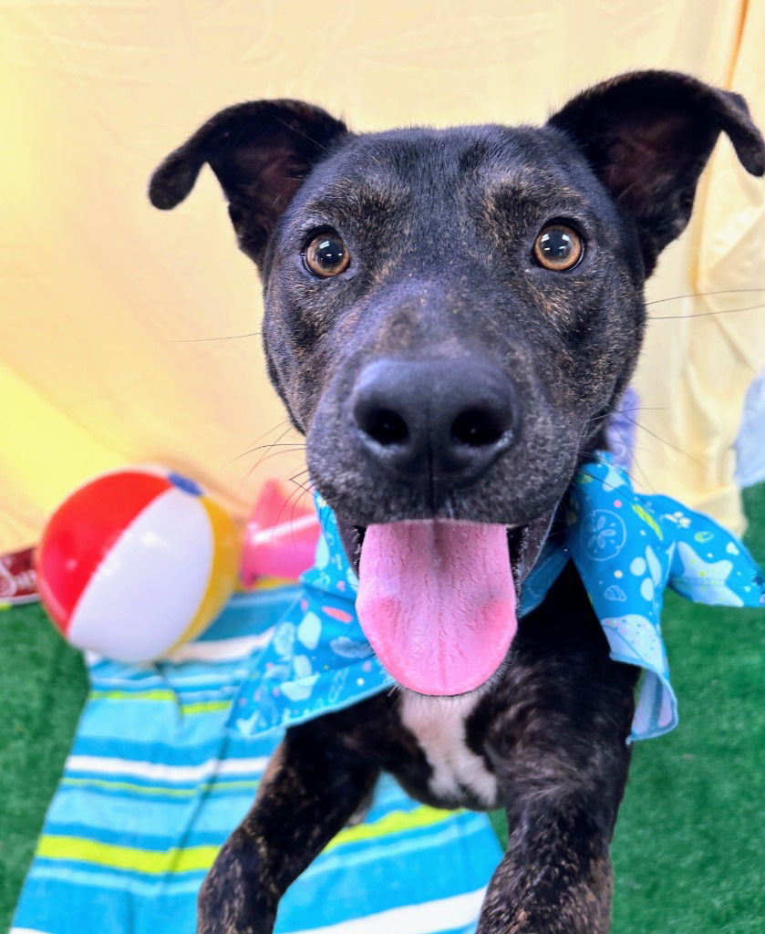 adoptable Dog in Bryant, AR named Wendell