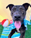 adoptable Dog in bryant, AR named Wendell