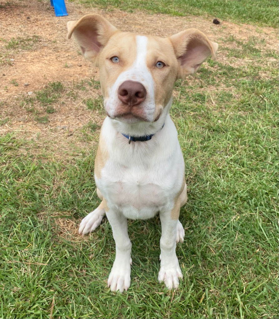 adoptable Dog in Bryant, AR named Hobo