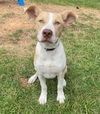adoptable Dog in  named Hobo