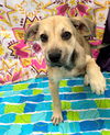 adoptable Dog in bryant, AR named Kake (pronounced Cake)