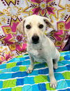 adoptable Dog in bryant, AR named Korne
