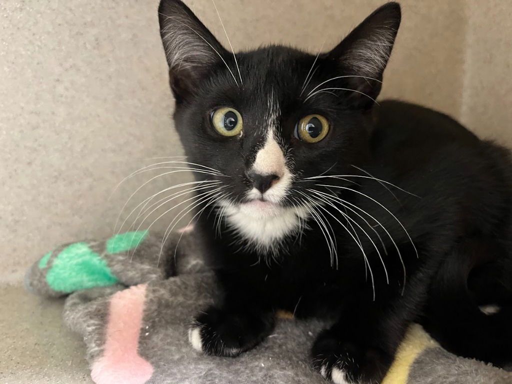 adoptable Cat in Bryant, AR named Gavin