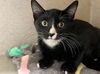 adoptable Cat in bryant, AR named Gavin