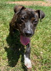 adoptable Dog in bryant, AR named Magnolia
