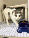 adoptable Cat in bryant, AR named Stella