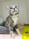 adoptable Cat in bryant, AR named Cricket