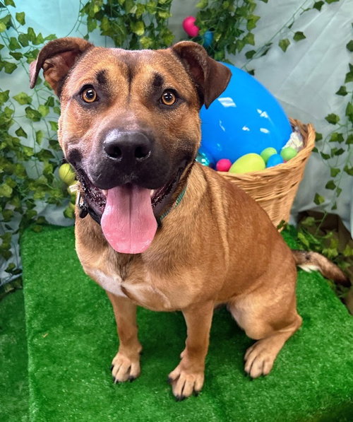 John Wayne, an adoptable Labrador Retriever in Bryant, AR