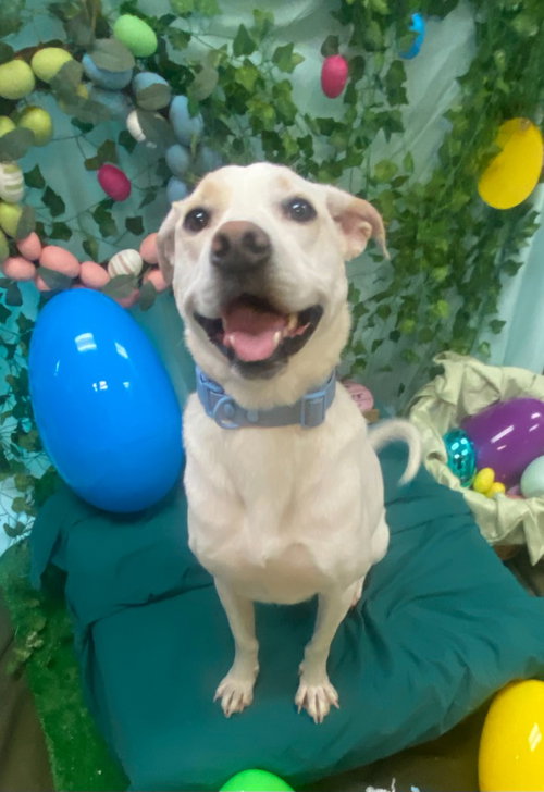 Phoebe, an adoptable Yellow Labrador Retriever in Bryant, AR
