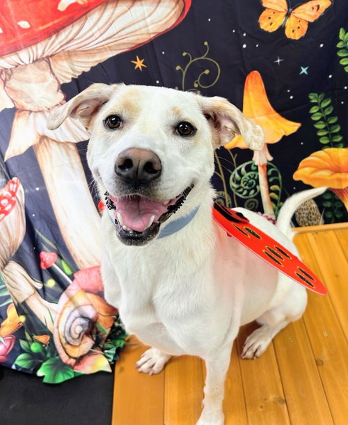 Phoebe, an adoptable Yellow Labrador Retriever in Bryant, AR