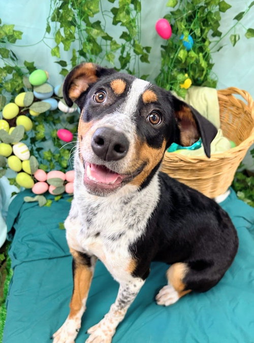 Chloe Kim, an adoptable Labrador Retriever in Bryant, AR