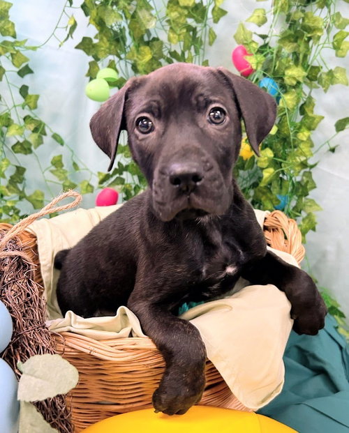 Moss, an adoptable Catahoula Leopard Dog in Bryant, AR