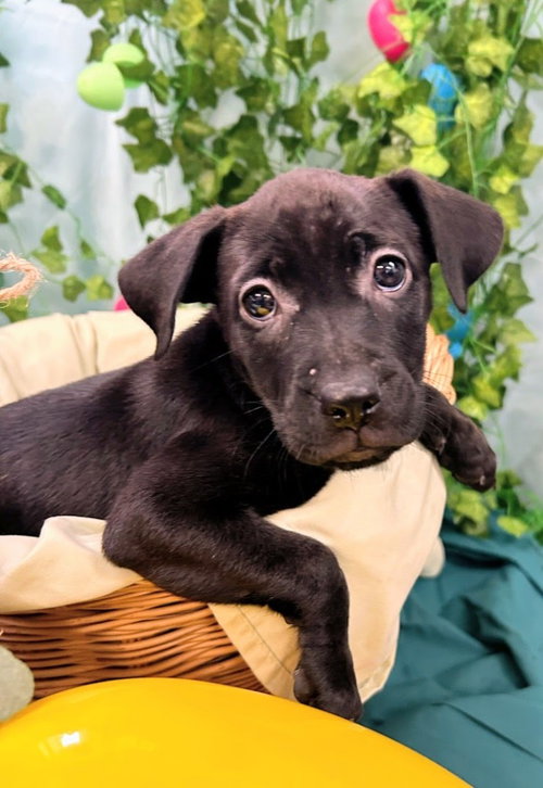 Marigold, an adoptable Catahoula Leopard Dog in Bryant, AR