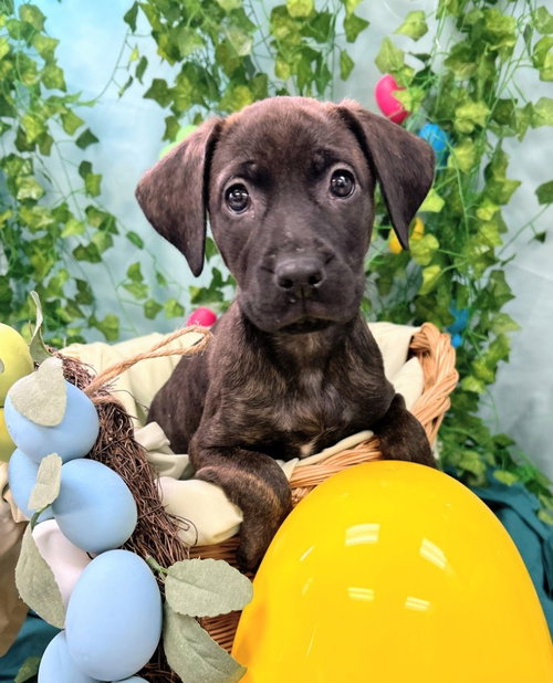 Meadow, an adoptable Catahoula Leopard Dog in Bryant, AR