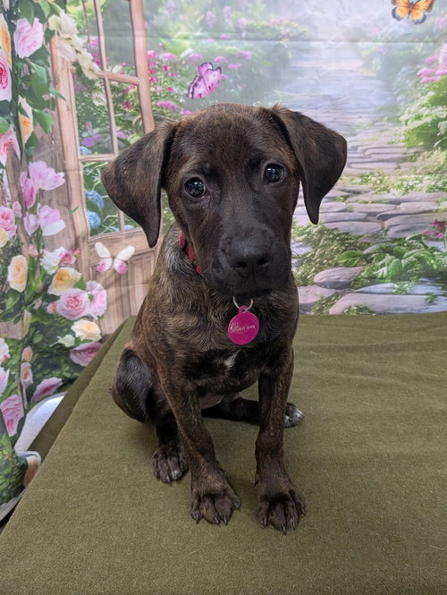 Meadow, an adoptable Catahoula Leopard Dog in Bryant, AR