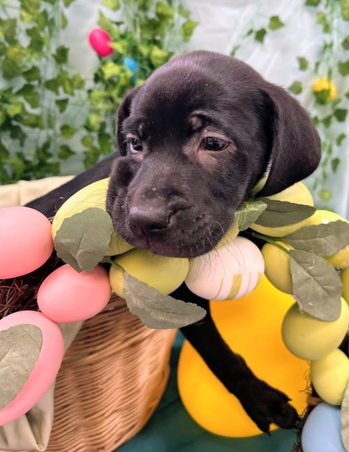 Magnolia, an adoptable Catahoula Leopard Dog in Bryant, AR