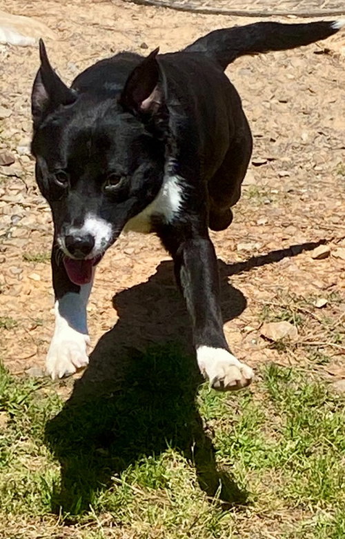 LEROY - Labrador Retriever / Corgi available for adoption
