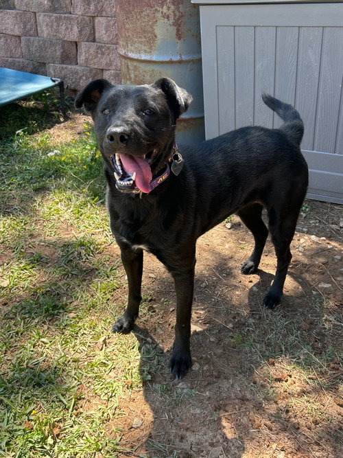 Luna, an adoptable Labrador Retriever in Bryant, AR