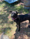 Luna - Photo 2