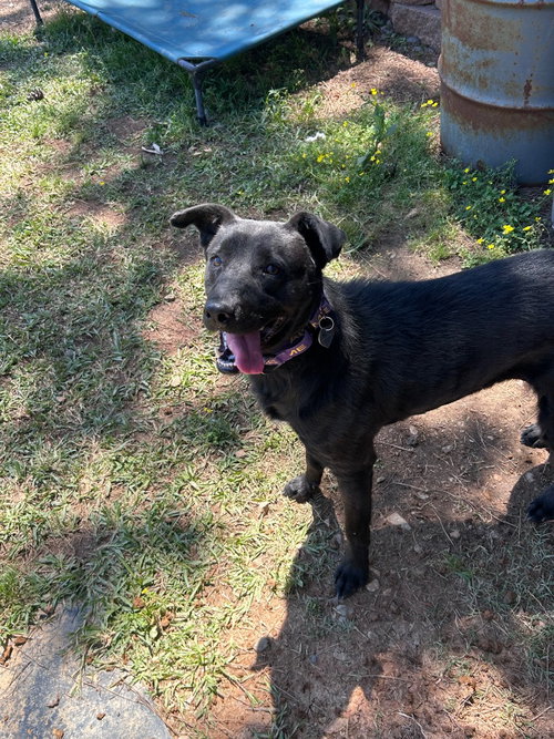 LUNA - Labrador Retriever / Hound available for adoption