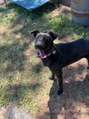 Luna - Photo 3