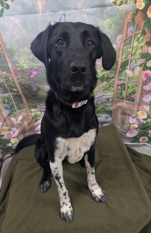 Speckles, an adoptable Hound in Bryant, AR