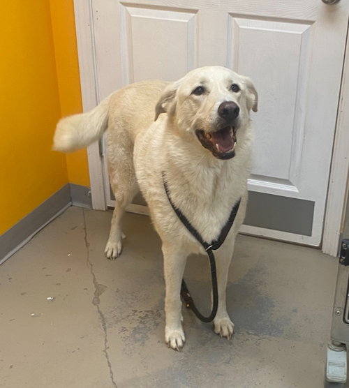Aslyn, an adoptable Labrador Retriever in Bryant, AR