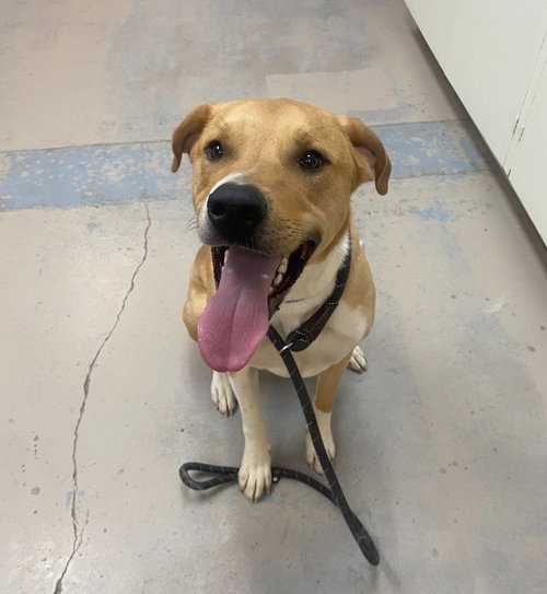 Buster Charles, an adoptable Labrador Retriever in Bryant, AR