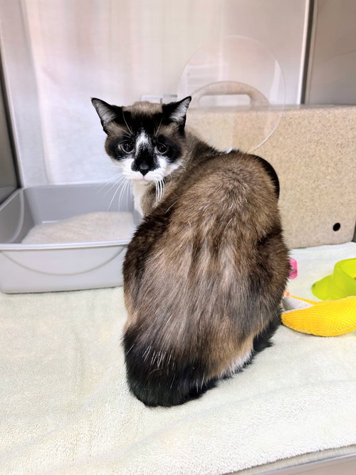 Rigby, an adoptable Snowshoe in Bryant, AR