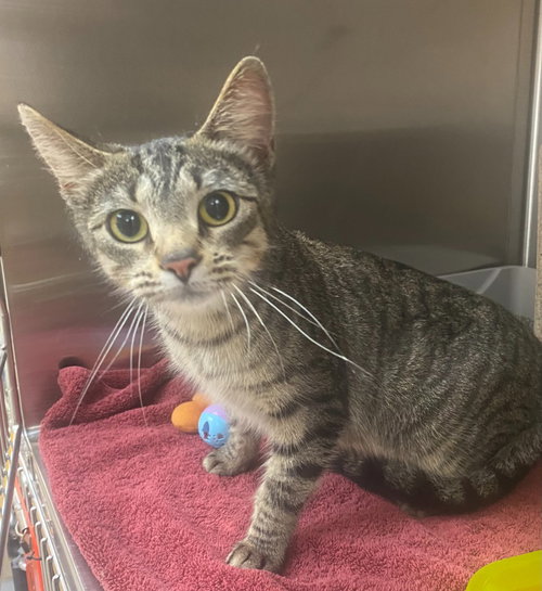 Moon Pie, an adoptable Domestic Short Hair in Bryant, AR