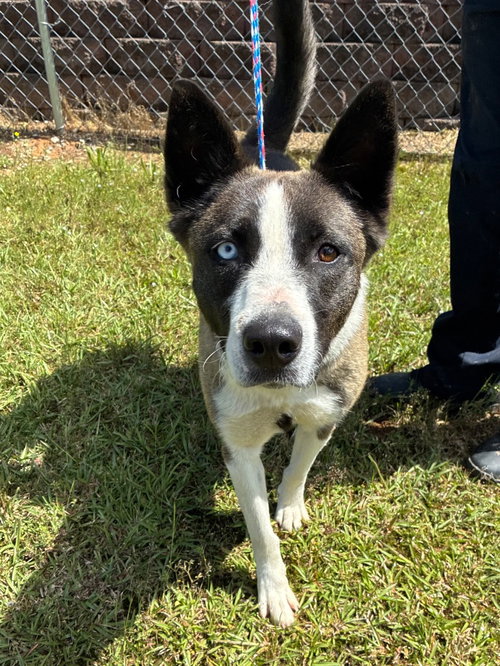 Luna Boonuh, an adoptable Shepherd in Bryant, AR
