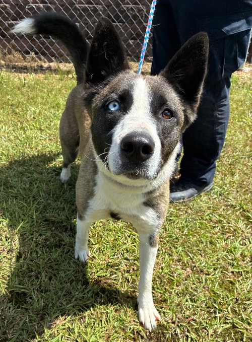 LUNA BOONUH - Shepherd / Husky available for adoption