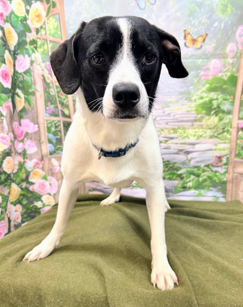 Barney, an adoptable Beagle in Bryant, AR